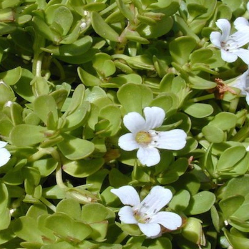 Fresh brahmi herb with small white flowers and dense green leaves.
