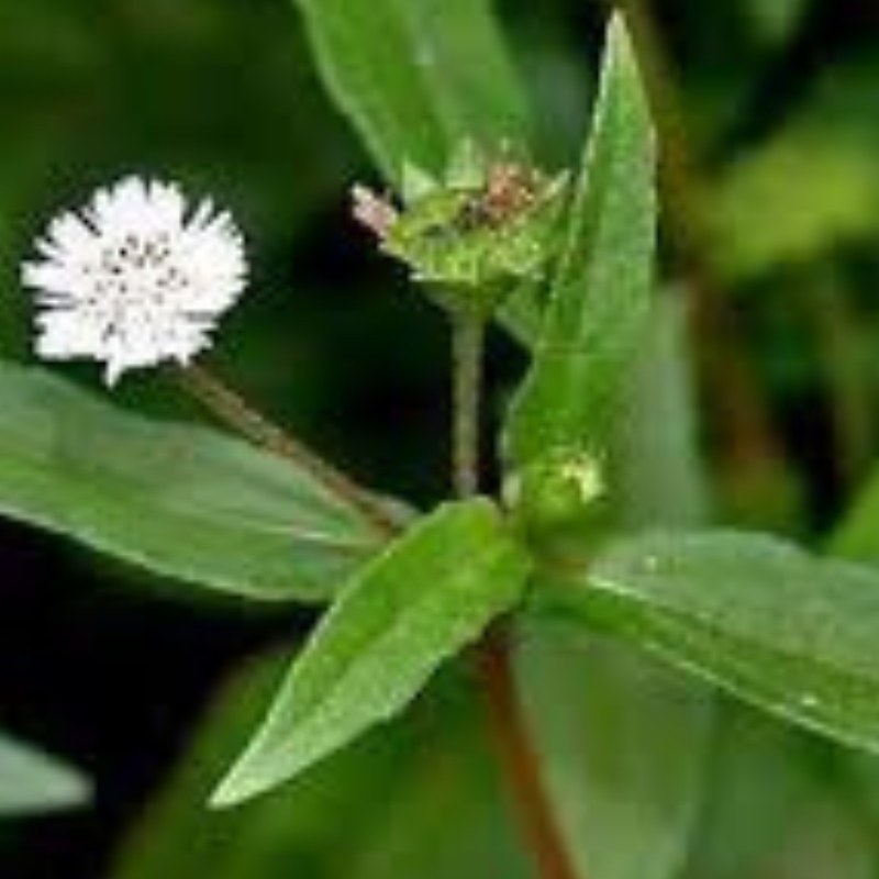 Bhringraj plant with green leaves and a small white flower on a natural background.