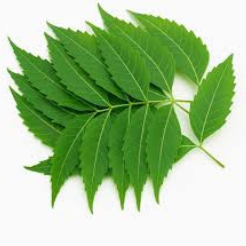 Fresh green Neem leaves arranged on a white background.