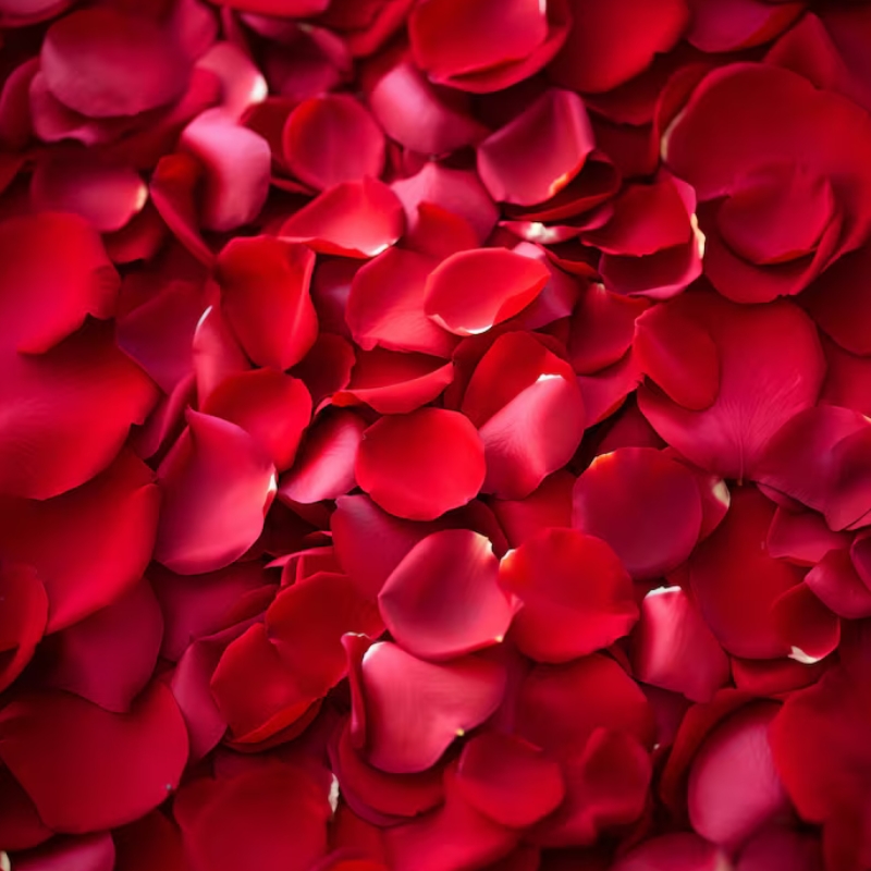 Close-up view of fresh red rose petals.